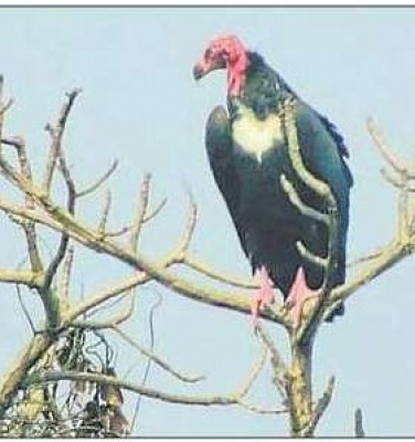  Rare Vulture Species Sighted At Dudhwa National Park-TeluguStop.com
