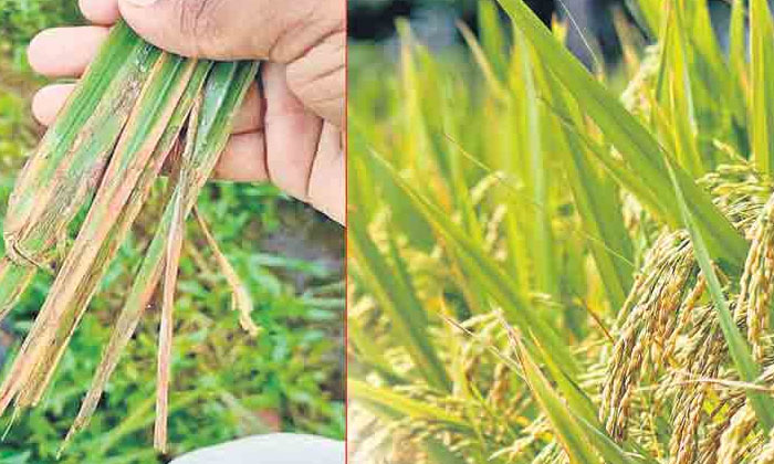  Better Plant Protection Measures To Prevent The Rice Crop From Getting Bacterial-TeluguStop.com