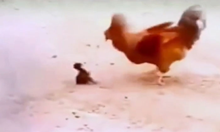  Viral: A Chick That Faced A Bullet... What Happened Chicken, Rooster, Bird Cock,-TeluguStop.com