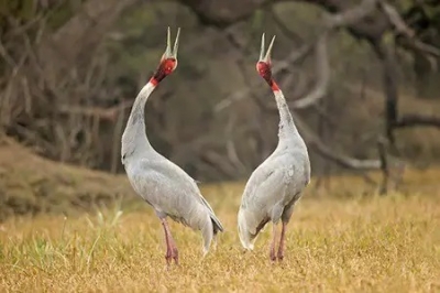  Sarus Taken Away From Human Friend Reaches Kanpur Zoo, Quarantined-TeluguStop.com