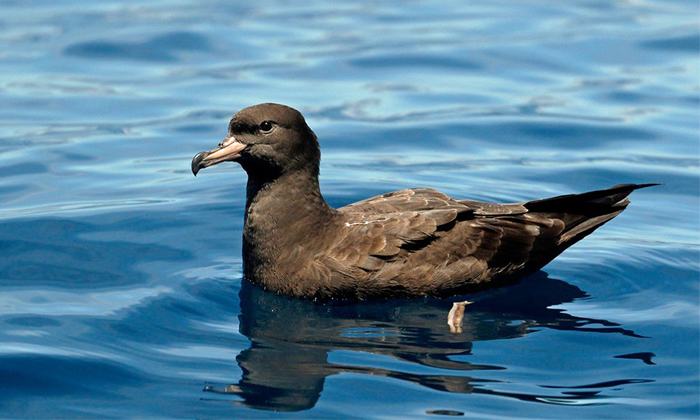 Telugu Plasticosis, Birds, Plastic-Latest News - Telugu Telugu Plasticosis, Birds, Plastic-Latest News - Telugu