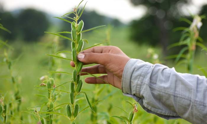 Telugu Agriculture, Yield, Latest Telugu, Pest, Sesame Crop-Latest News - Telugu