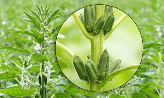  Prevention Of Pests In Sesame Crop Awakening For High Yield , High Yield ,sesame-TeluguStop.com