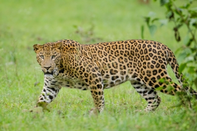  Six-yr-old Girl Killed In Leopard Attack In Up-TeluguStop.com