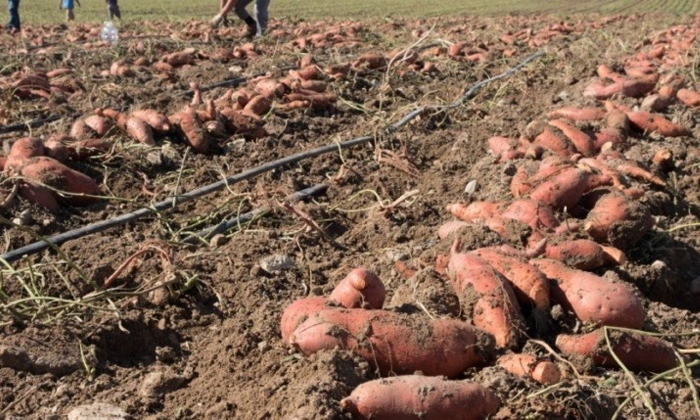  Sweet Potato Cultivation Process And Techniques Details, Sweet Potato, Sweet Pot-TeluguStop.com