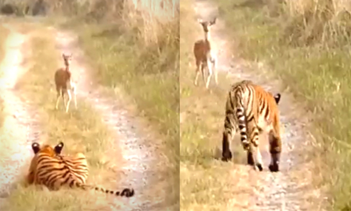  Tiger Left The Deer Without Attacking Video Viral Details, Deat, Tiger, Attack,-TeluguStop.com