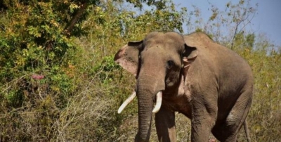  Tn Forest Department Deploys 75-member Team To Capture Wild Tusker 'karuppan'-TeluguStop.com