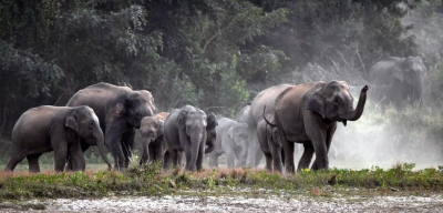  Tn Forest Department For Synchronised Wild Elephant Census-TeluguStop.com