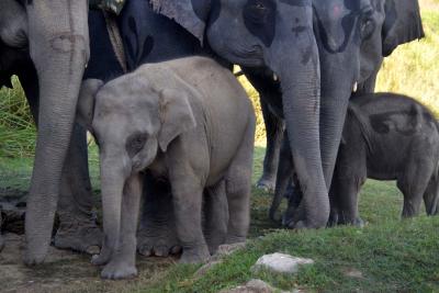 Tn Forest Dept Tracking Movement Of Orphaned Calves-TeluguStop.com