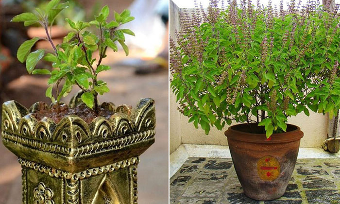  Why Not Touch The Tulsi Plantplant For These Two Days, Tulsi Plant, Devotional,-TeluguStop.com