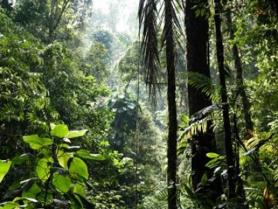  Two New Plant Species Discovered In Southwestern China-TeluguStop.com