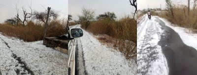  Unseasonal Downpour, Hail, 'rains' Wreak Havoc On Maha Farmers-TeluguStop.com