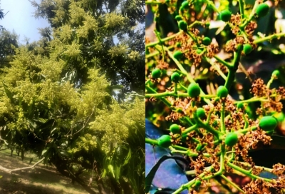  Unseasonal Rain Hits Lucknow's Booming Mango Crop-TeluguStop.com