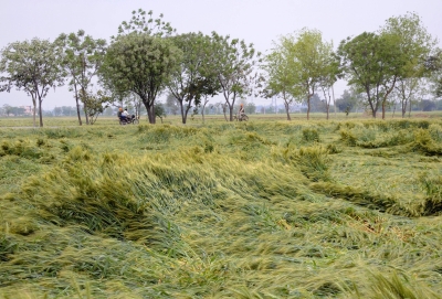  Unseasonal Rains Damage Wheat Crop, Vegetable Cultivation In Up-TeluguStop.com