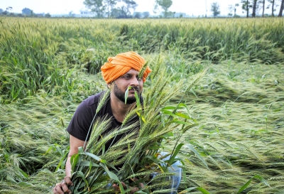  Unseasonal Rains Hit Wheat Crop In Punjab, Haryana; Cms Promise Relief-TeluguStop.com