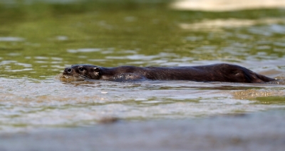  Up: First-ever Otter Sighted In Gomti River On Lucknow-sitapur Border-TeluguStop.com