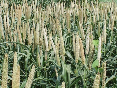  Up Plans To Increase Millet Production-TeluguStop.com