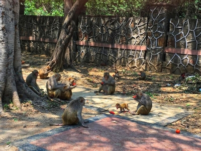  Wayside Eatery For Monkeys In Kasargod-TeluguStop.com