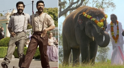  What Are La Punters Betting On? 'naatu Naatu' And 'the Elephant Whisperers'-TeluguStop.com