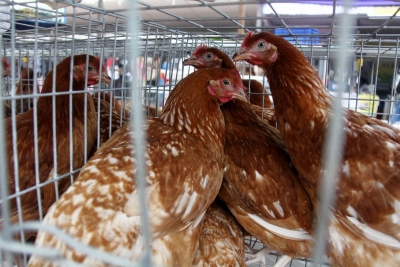  Who Warns Tourists To Avoid Wet Markets To Avert Human Bird Flu Risk-TeluguStop.com