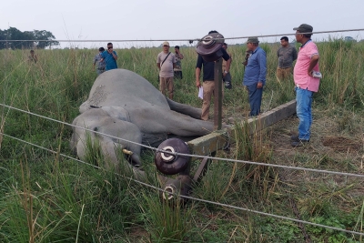 Wild Elephant Electrocuted To Death In Coimbatore Wild Elephant Electrocuted To Death In Coimbatore-TeluguStop.com
