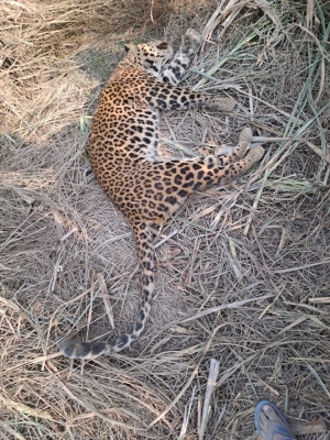 14-yr-old Ailing Leopard Dies In Lucknow Zoo 14-yr-old Ailing Leopard Dies In Lucknow Zoo-TeluguStop.com