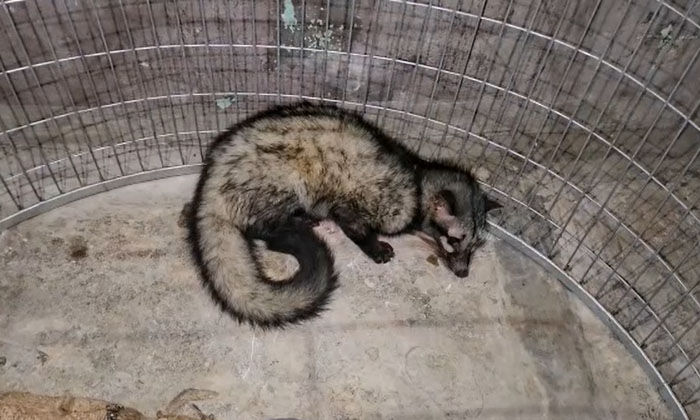  A Rare Wild Animal, Punugu Cat, Appeared In The Temple , Punugu Cat, Animal, Wi-TeluguStop.com