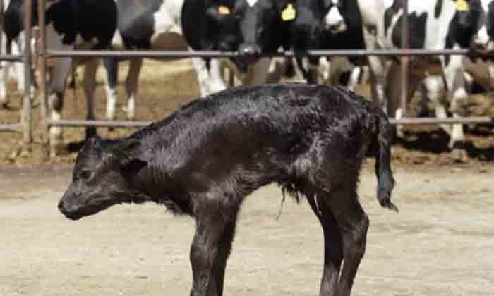  Cloning Calf For The First Time In The Country , National Dairy Research Institu-TeluguStop.com