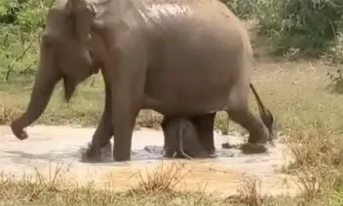  Crocodile Had To Surrender Mother Elephant Protecting Her Baby Video Viral Detai-TeluguStop.com