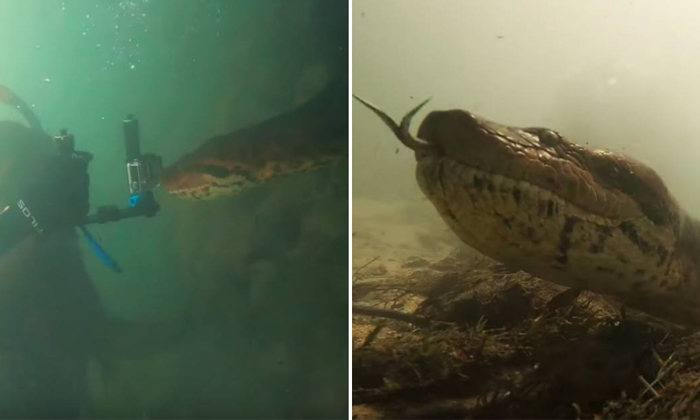  Diver Encounters An Absolutely Gigantic Anaconda Video Viral Details, Water, Dee-TeluguStop.com