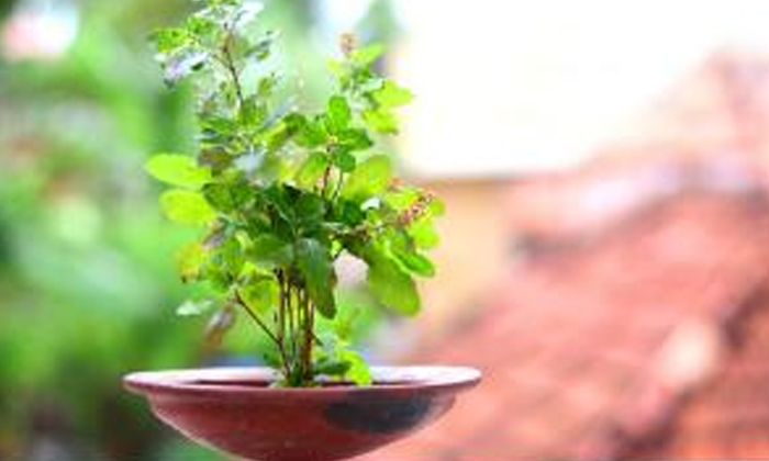  Do Not Water The Tulsi Tree At All During This Time Do You Know Why , Goddess La-TeluguStop.com