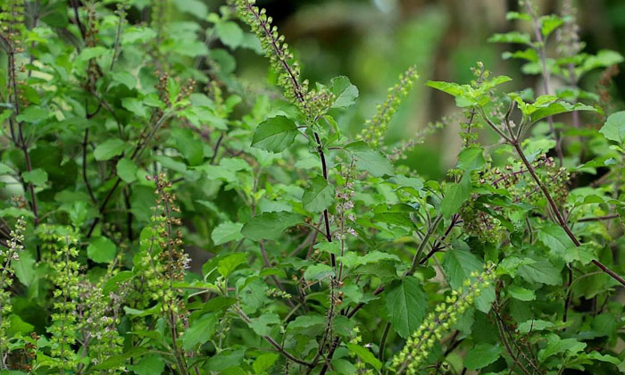  This Plant Should Not Be Used For Ganesha Puja At All.. Do You Know Why , Ganesh-TeluguStop.com