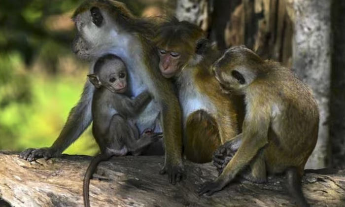 Is China Exporting Monkeys From Sri Lanka , Is China ,exporting, Monkeys ,sri La Is China Exporting Monkeys From Sri Lanka , Is China ,exporting, Monkeys ,sri La-TeluguStop.com