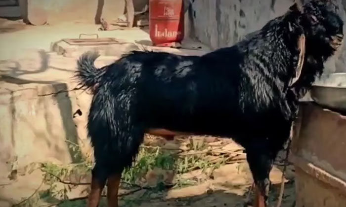 Is This The Same The Ruling Male Goat Such A Scene Has Never Been Seen Before, Is This The Same The Ruling Male Goat Such A Scene Has Never Been Seen Before,-TeluguStop.com