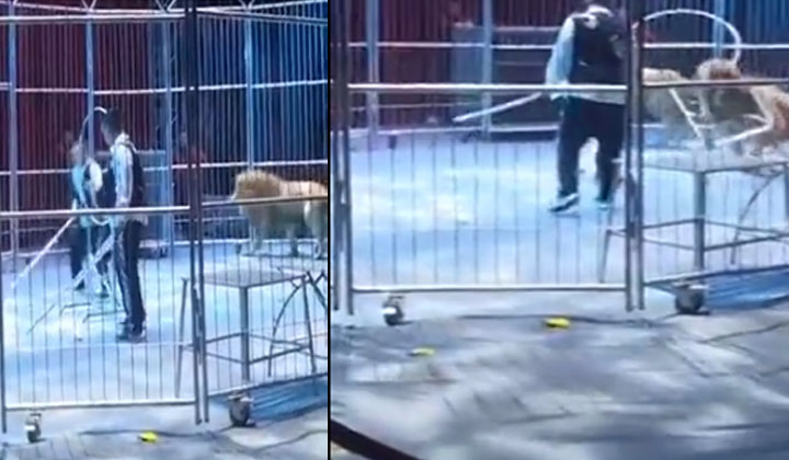  Viral Lions In A Cage Mingled With The Crowd A Scary Sight-TeluguStop.com