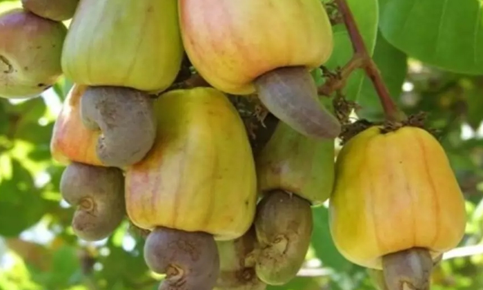  Methods Of Preserving Cashews From Tea Mosquitoes , Mosquitoes, Tea, Cashews, H-TeluguStop.com