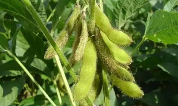  Soybean Farming Techniques-TeluguStop.com
