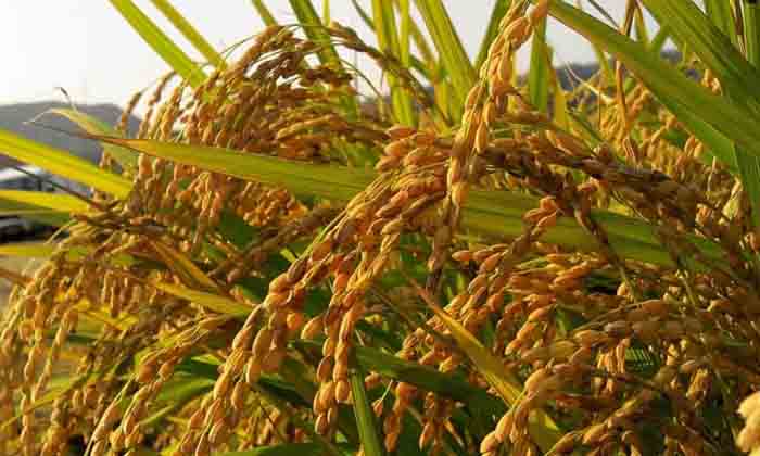  Methods To Protect Rice Crop From Onion And Mogi Insects , Rice Crop, Mogi Insec-TeluguStop.com