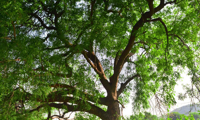  Is It Auspicious To Have A Neem Tree In The House? Do You Know Which Direction T-TeluguStop.com