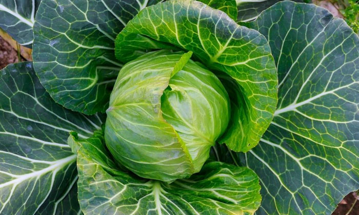  Ownership Of Fertilizers In Cabbage Crop Cultivation Suggestions For High Yield-TeluguStop.com