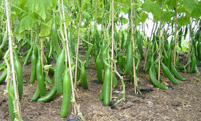  Suggestions For Prevention Of Boron Deficiency In Cultivation Of Cucumber Crop ,-TeluguStop.com