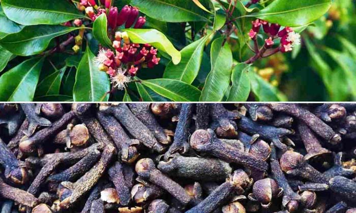  The Best Plant Protection Methods In The Cultivation Of Cloves , Cultivation Of-TeluguStop.com