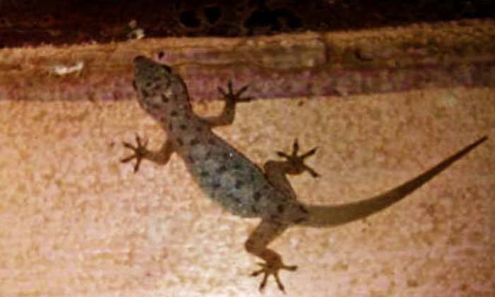  A Rare Lizard In The World.. Its Price Is Literally Rs One And A Half Million ,-TeluguStop.com