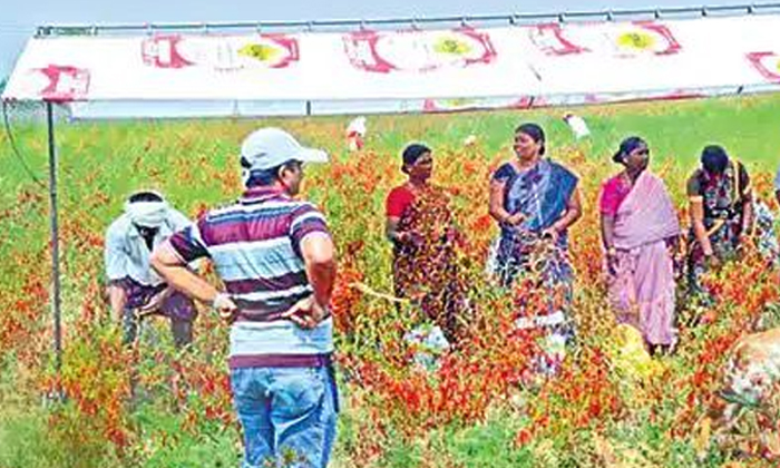  Umbrella For Laborers In The Farm This Farmer's Idea Adurs , Umbrella, Laborers,-TeluguStop.com