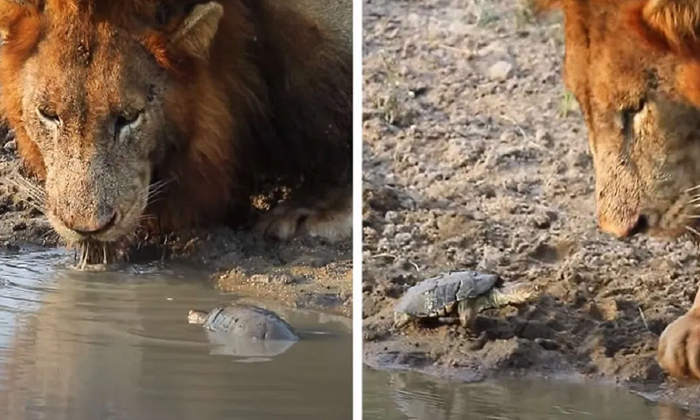  Viral The Turtle Showed The Dots To The Lion , Lion, Tortoise, Viral Video, Vira-TeluguStop.com