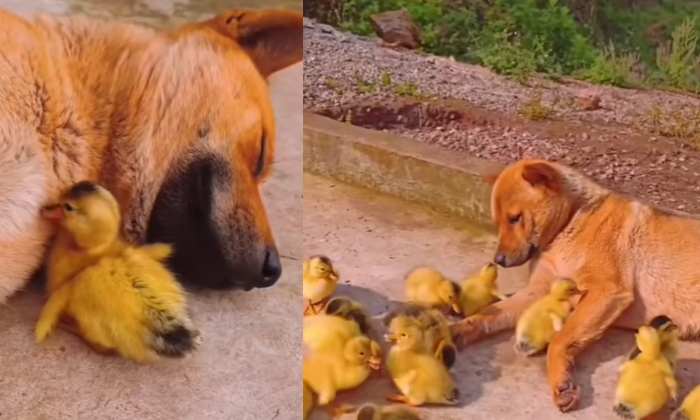  Viral Who! Watch The Dog's Friendship With The Chickens Mind Blowing, Hen, Dog,-TeluguStop.com