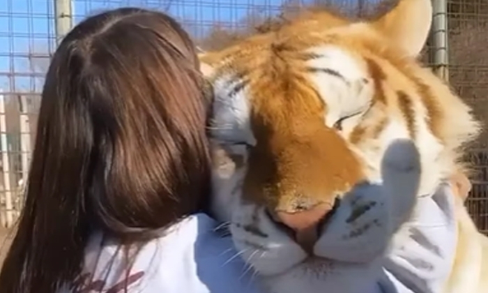  Viral Young Girl Kisses A Tiger Netizens Say There Should Be No Limits To Kisses-TeluguStop.com