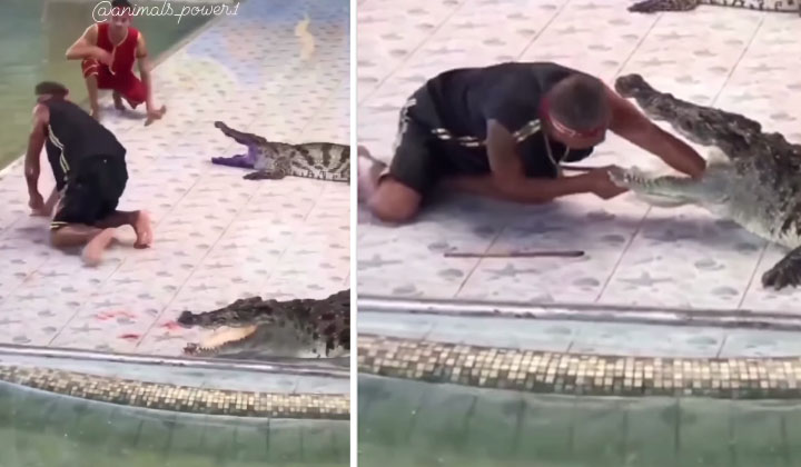  Crocodile Bites Aman Hand Viral, Crocodile, Viral News, Viral Video, Crocodile-TeluguStop.com