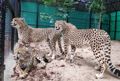  African Cheetahs In Mp's Kuno National Park Get Indian Names-TeluguStop.com