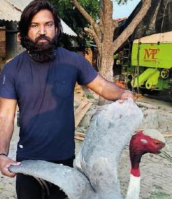  Arif's Sarus Not Be Released In Sanctuary-TeluguStop.com